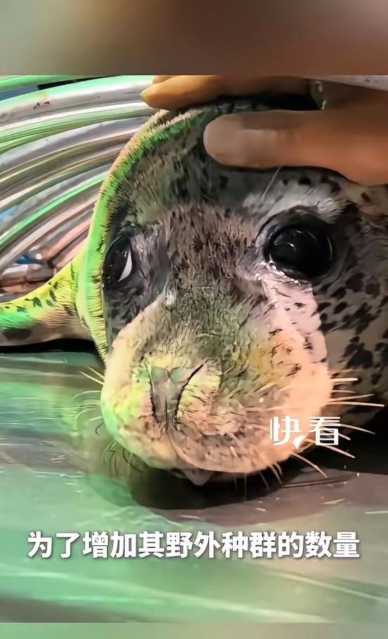 看哭了！斑海豹放归前落泪，饲养员哽咽叮嘱：游错了姥爷接你回家
 
近日，辽宁大连
