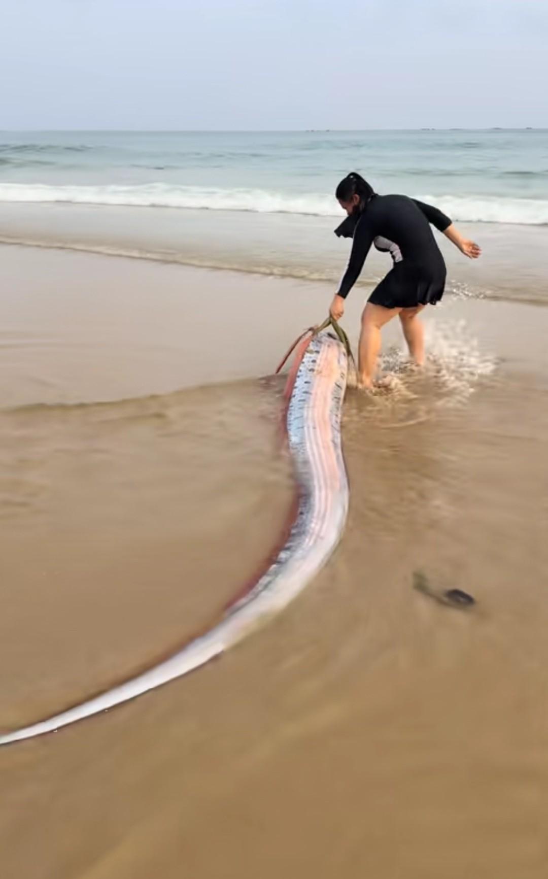 清水湾沙滩上躺着一条银光闪闪的大鱼，

两米多长，

还在慢慢摆尾巴。

它不是