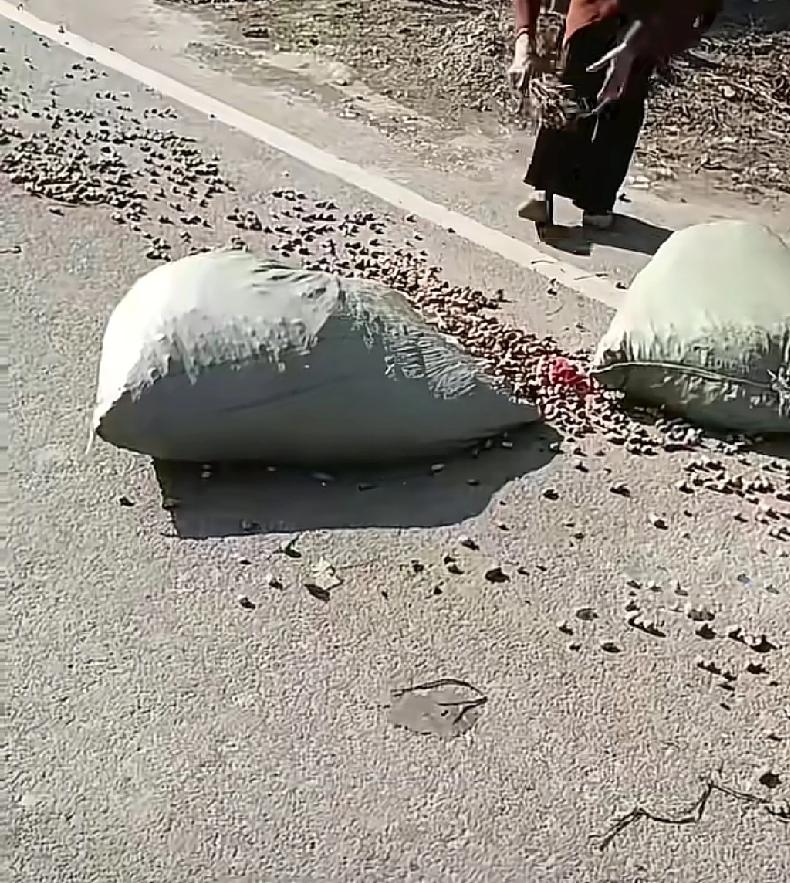 要满载花生的货车路过了河南周口附近的一个村庄，由于颠簸导致货车上面掉落了两袋花生