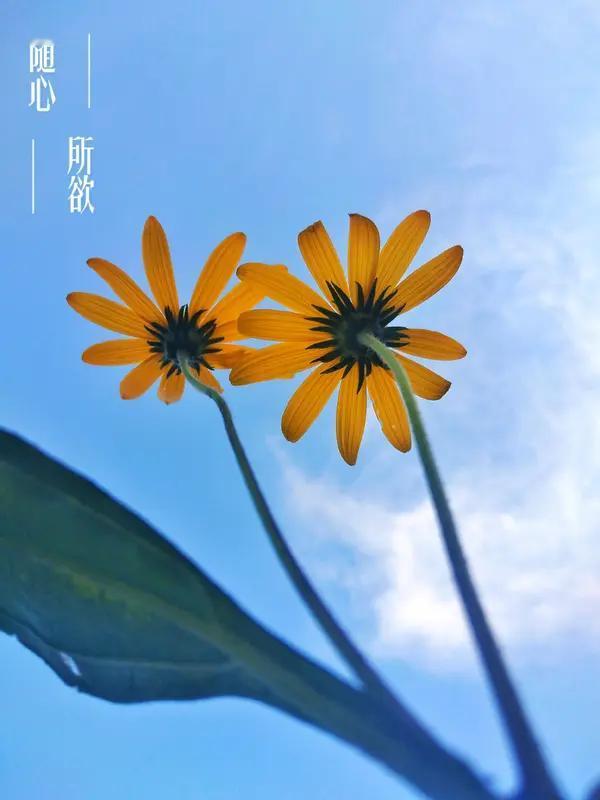 生活中最为重要的是什么？我认为是健康的身体与从容的心态。
许多人在年轻时一心扑在