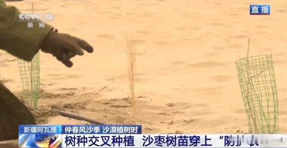 这是中国人才能创造的奇迹！中国最大的塔可拉玛干沙漠成功锁边以后，成片成片的枣树都