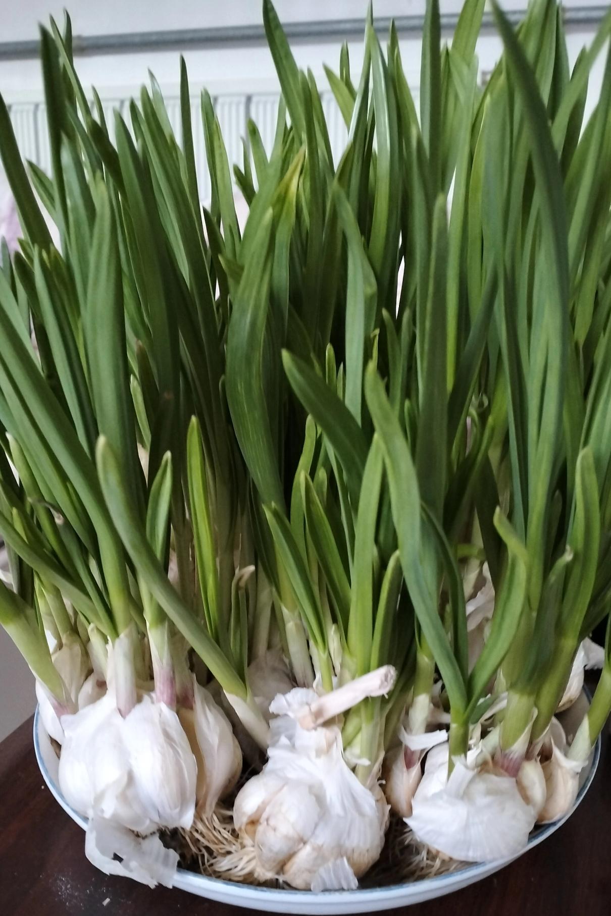 几天时间蒜苗长这么高了，春天种的蒜吃到现在都发芽了，扔掉怪可惜的，只好放到水里长