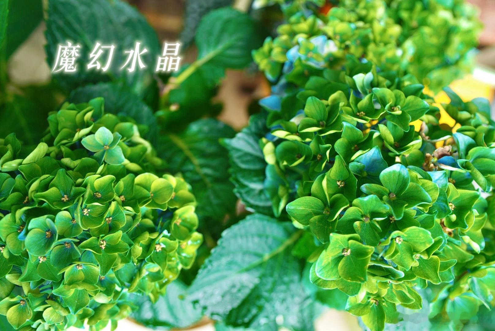 早午安՞･∞･՞终于和哥用上这套杯子了🍎🍏嘿嘿(◍•ᴗ•◍)挤一对豹鸟，果酱