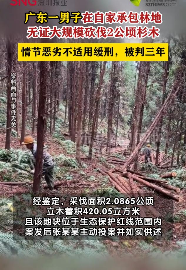 地是自己承包的，树是我亲手种的，砍了也得坐牢？广东乳源一男子怎么也想不通，砍倒2