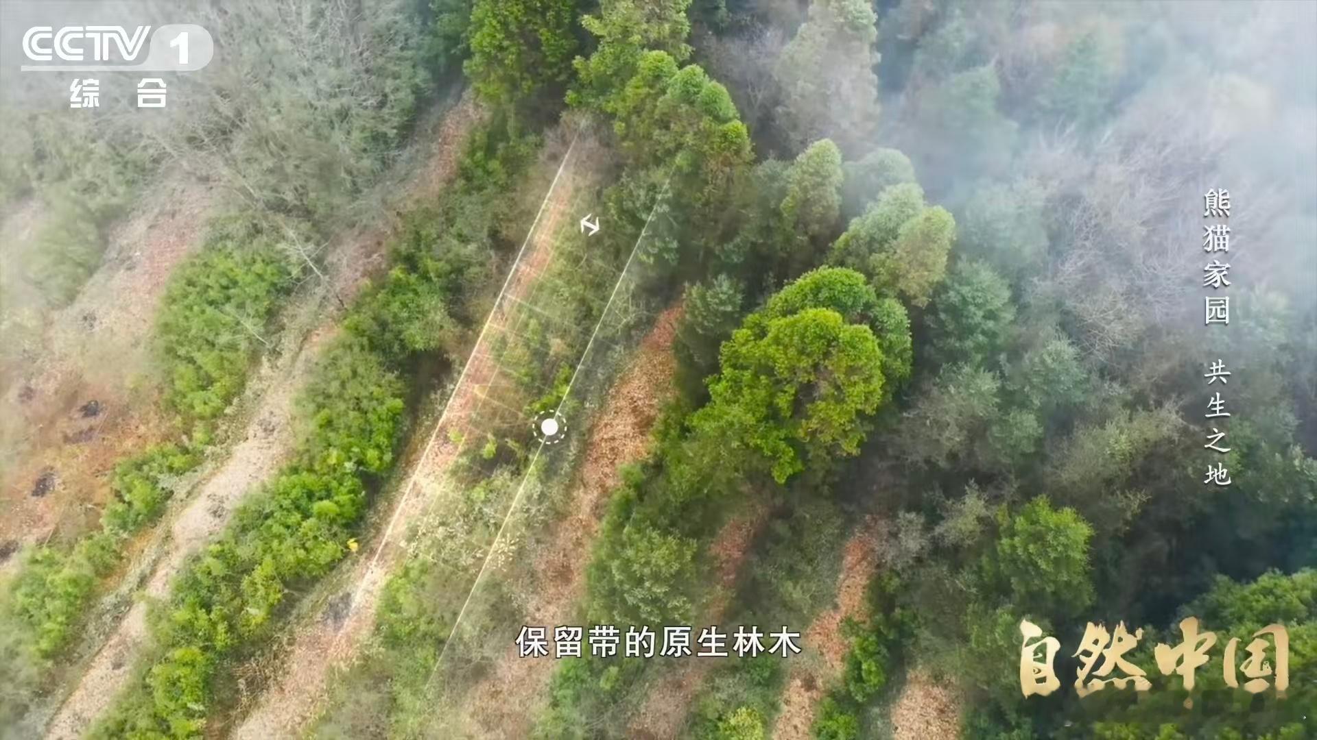 原来大熊猫不喜欢竹林疯长🌳 大熊猫的生态世界很复杂，单靠喂竹子可不够，还要管好