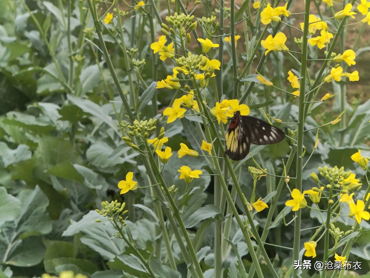 春天来了
春风吹了
花儿也开了
我能否
等来
你迟到的爱
