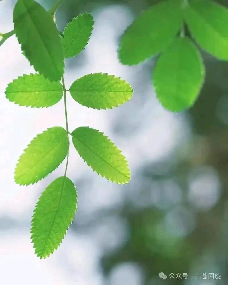 我就不明白，为什么儿媳妇对外人有说有笑，宽宏大量，对她的朋友掏心掏肺，又请吃饭又