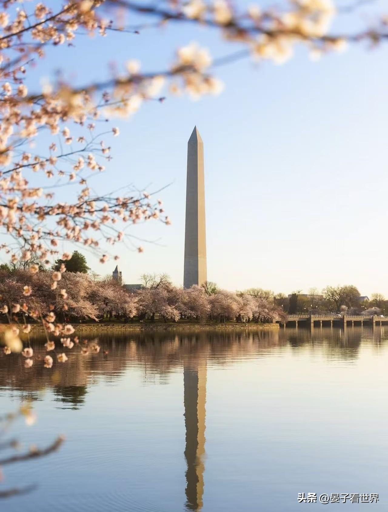 華盛頓DC，又到了一年一度的櫻花季節🌸
Cherry blossom seas