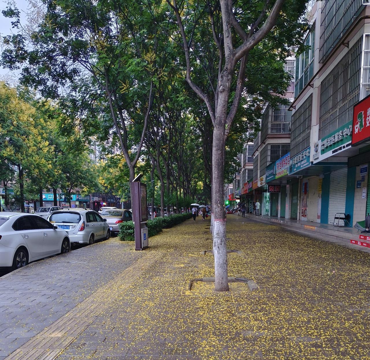 下了公交，撑开伞，细雨温柔。低头，黄花落满地，娇嫩，凌乱。一时间，竟让人无从落脚