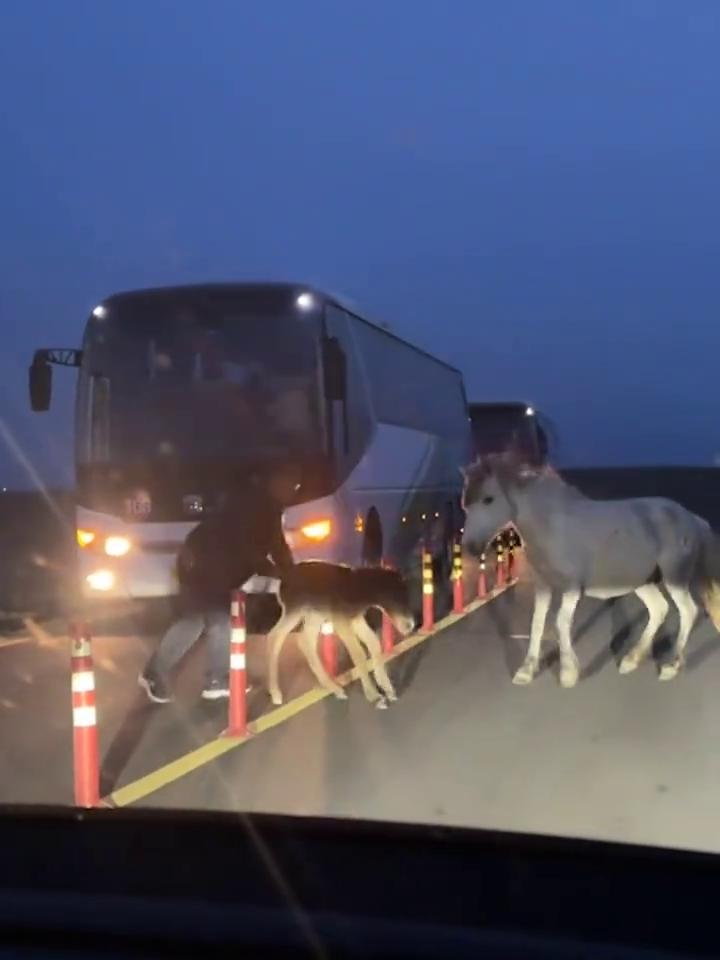 小马停在道路中间不敢前行，司机大哥下车帮助它过马路。
5月1日内蒙古乌兰察布。小
