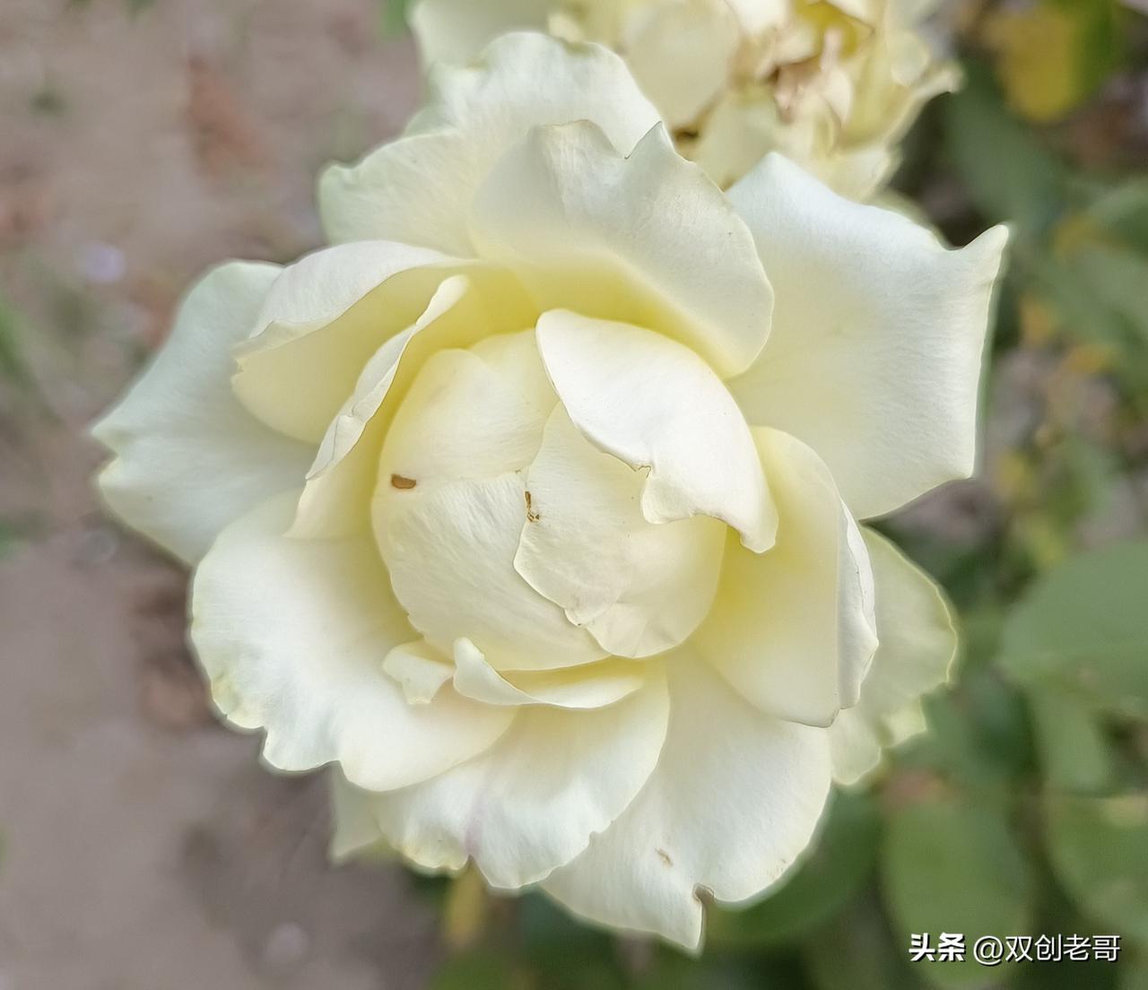 奉劝那些执意疯狂否定大包干的还是省省吧。党和政府一直充分肯定大包干政策的积极作用