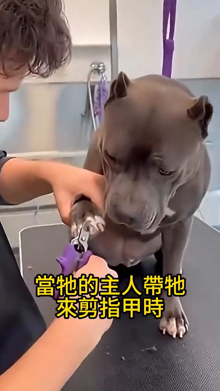 当地的主人带它来剪指甲时，它的反应超逗的。