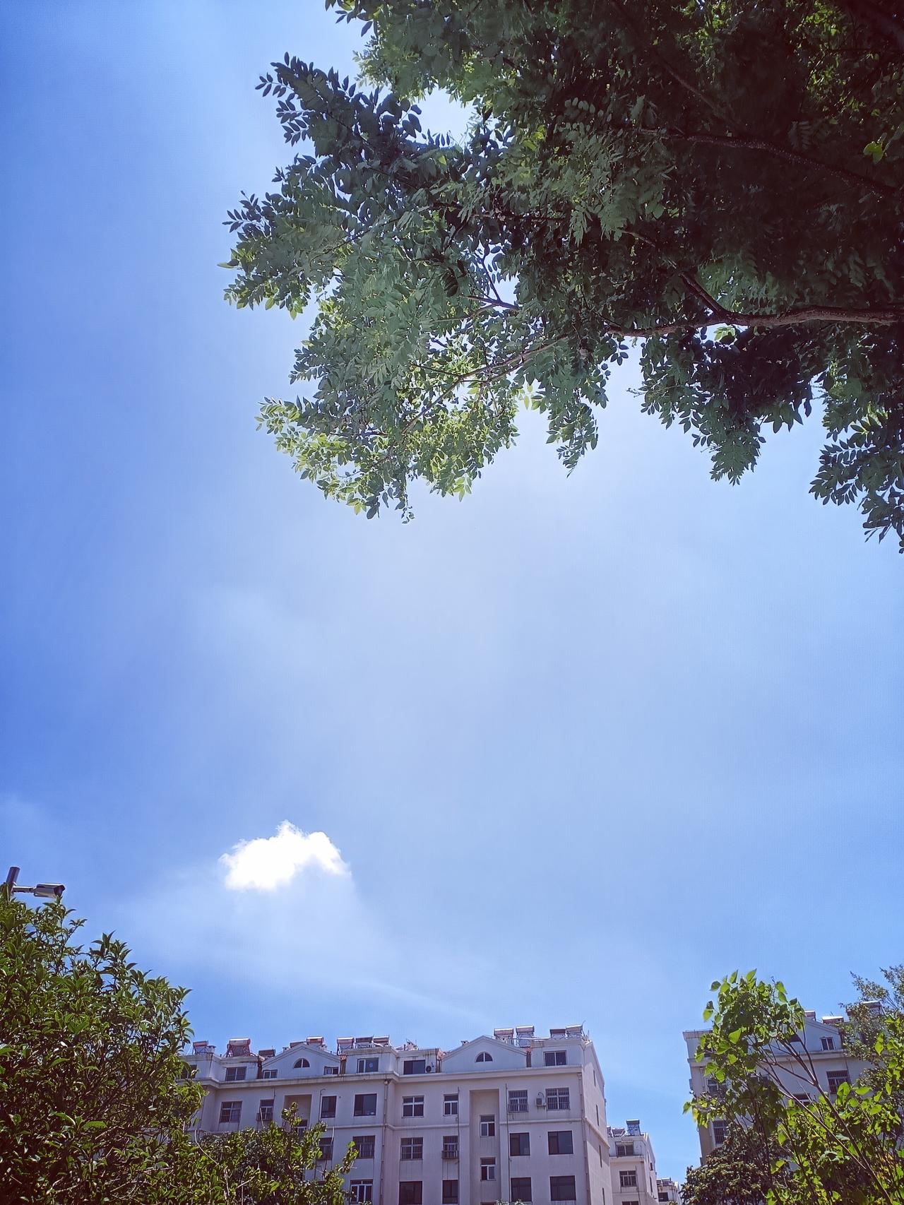 碧空如洗，绿叶婆娑，楼宇静立，阳光温柔洒落，是城市里最治愈的晴朗日常。