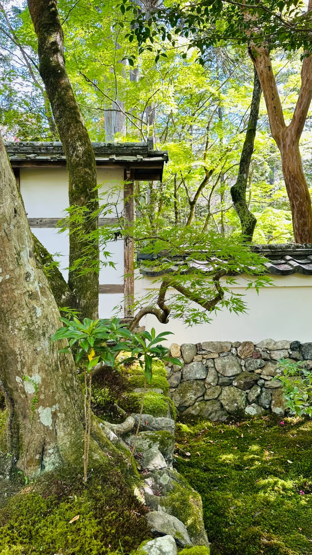 入秋的京都苔寺