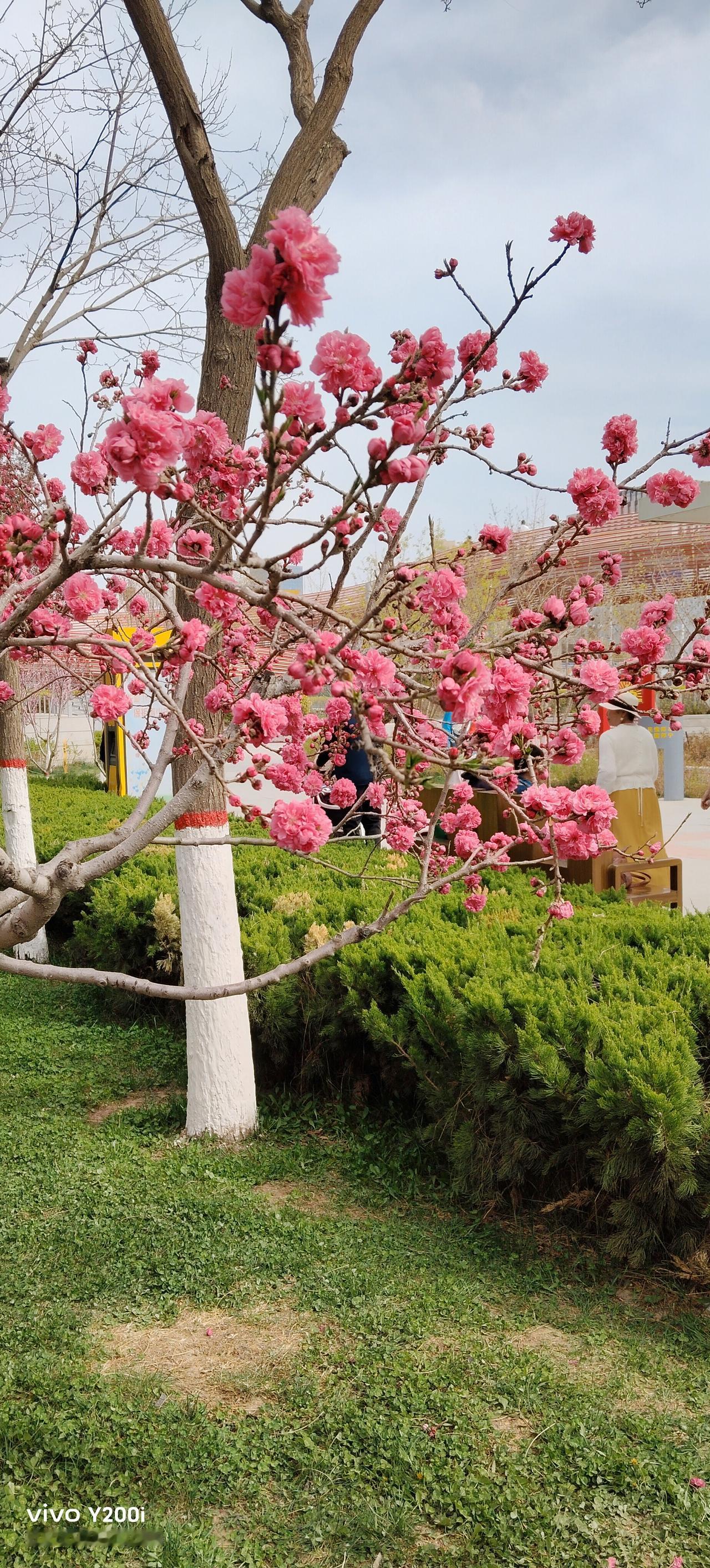 春暖花满枝，风吹万里香