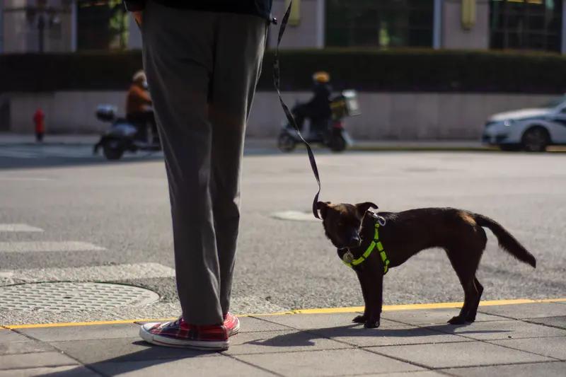 狗主人上诉重判毒狗者是否合理，还得从因果关系来看。要是狗主人平时把狗管得好好的，