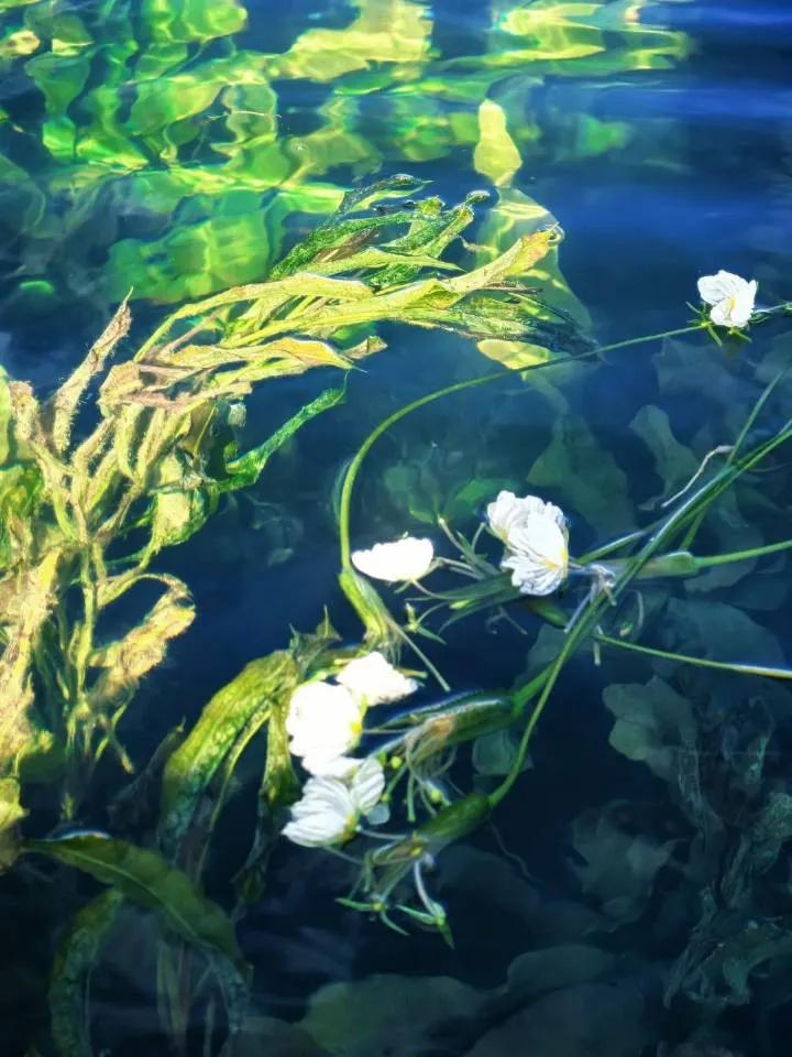 海菜花，云南就叫水性杨花[笑哭]
大千世界，无奇不有
我只想问问好吃吗？