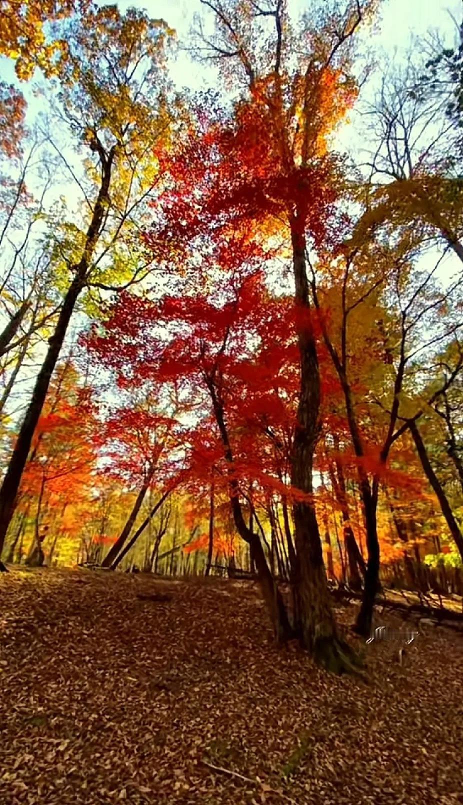 秋意渐浓，红叶如火，漫步林间，心旷神怡。🍂🍁🍂如此醉人的秋色 今年的秋色 