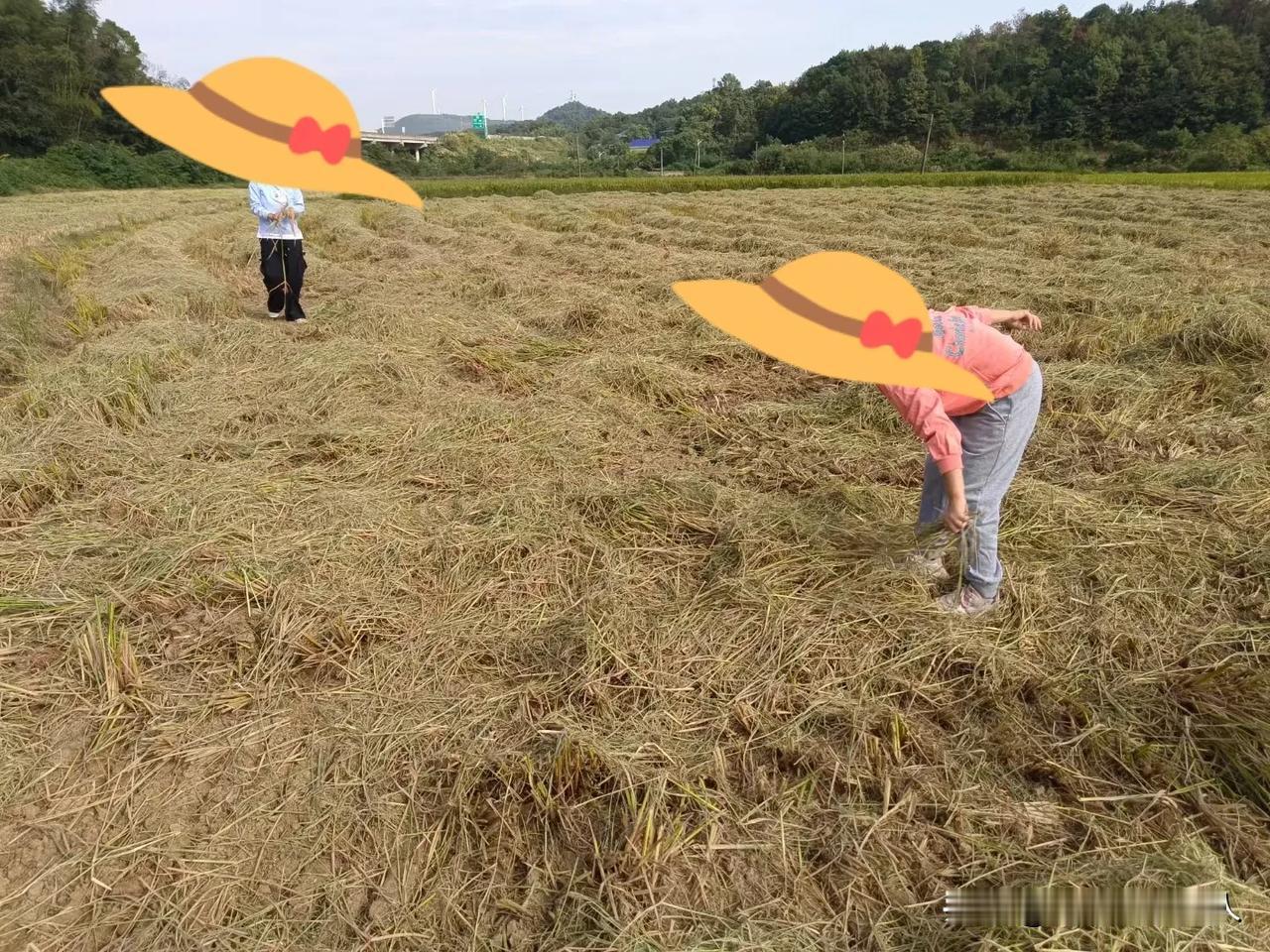七八零后看过来，

有没有觉得这场景很熟悉呀？

金秋十月，稻谷飘香，适逢十一长