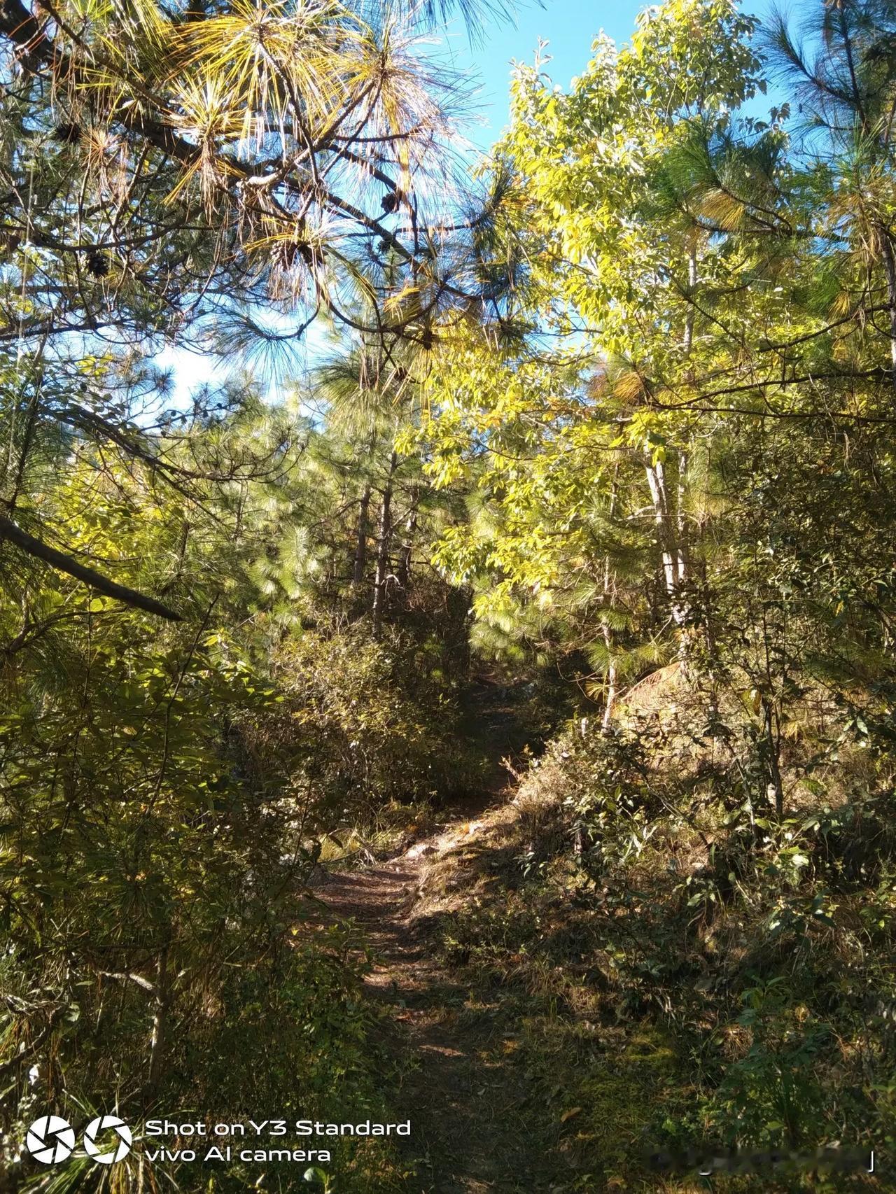 每天来回山间的小路上，这几天七点天亮了。走到半山腰，太阳出来了。虽然是冬天了。但