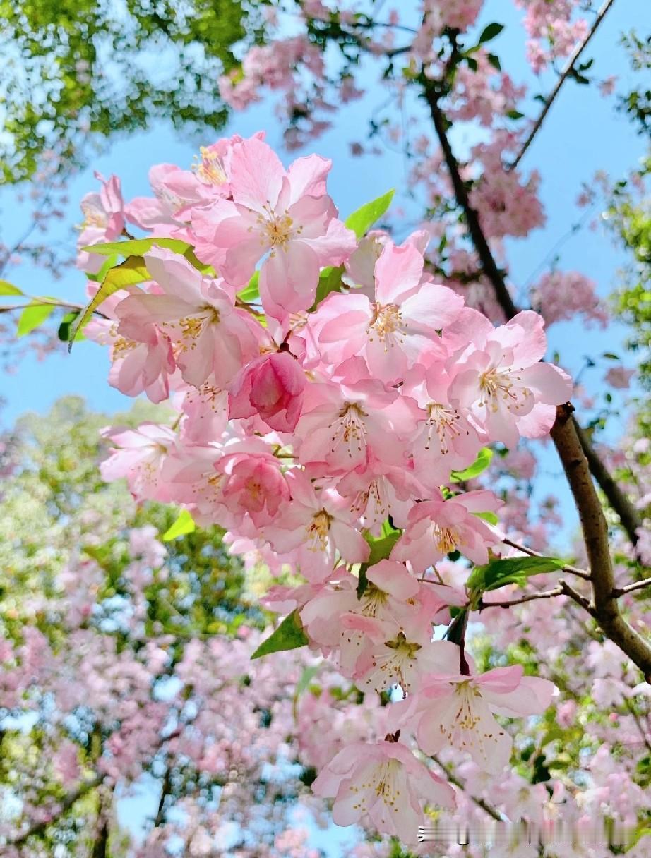 江山风月，本无常主，闲者便是主人。这浮杂浮躁的世间，最治愈人心的，从来不是温言暖