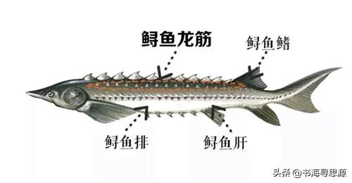 清代长江，你知道哪里水最深、面最宽吗？那时重达千斤的鲟鱼随处可见，如今为何踪迹难