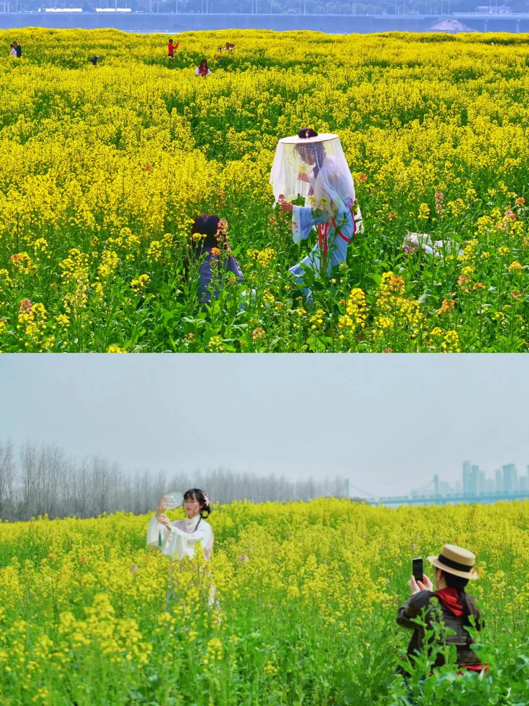 被我挖到了！南昌23个油菜花田超详细攻略