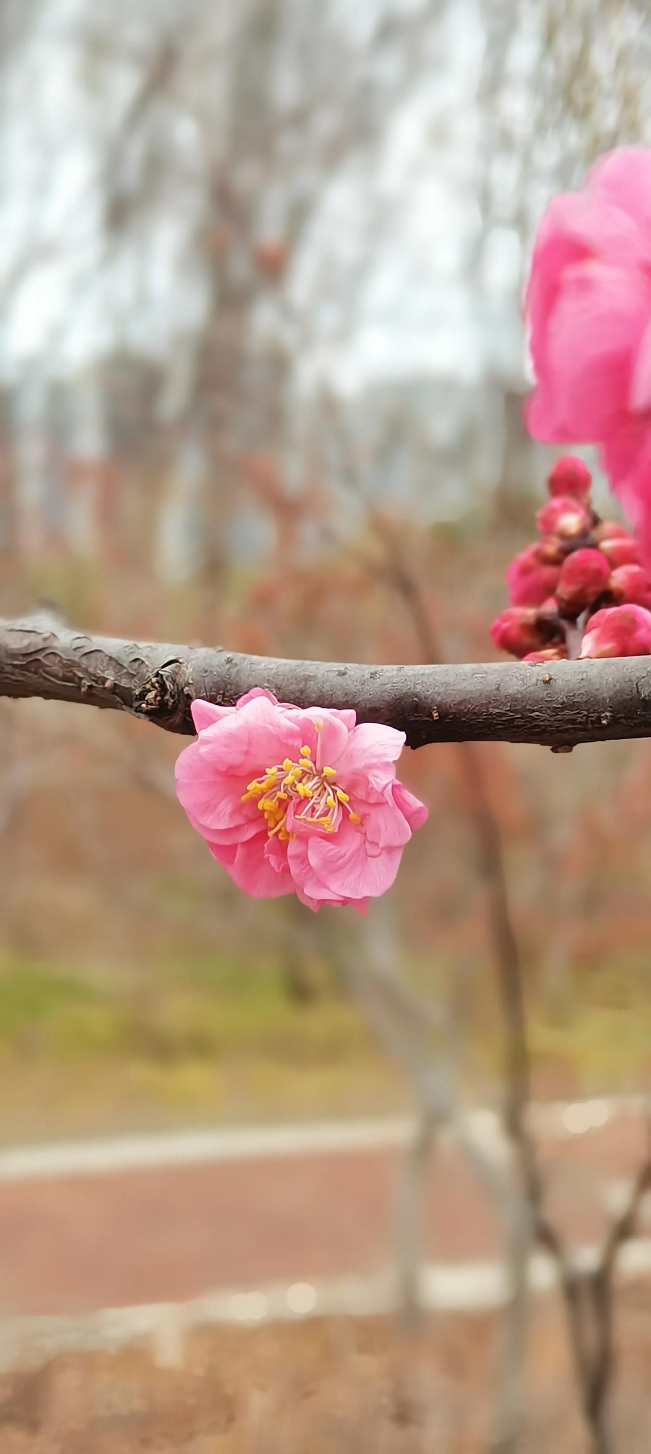 美丽樱花图片分享