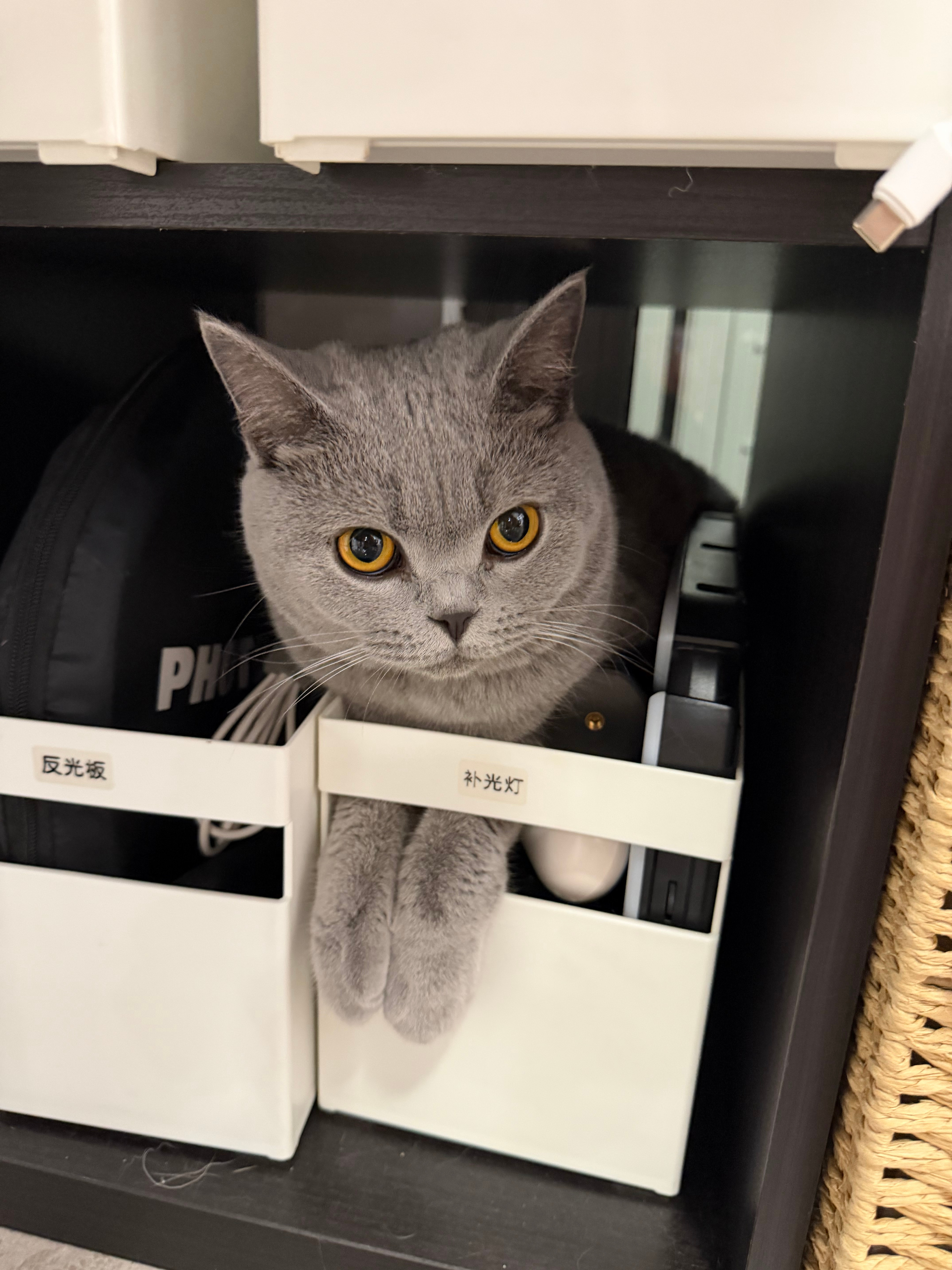 小猫咪真的太治愈我了，也来治愈你一下！ 