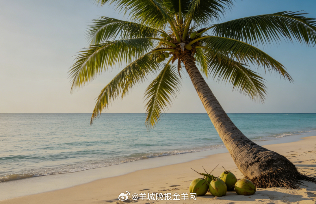 #早安# 清晨的海风掠过海岛，在椰子树下自在奔跑，阳光穿过叶隙洒下碎金，浪声温柔