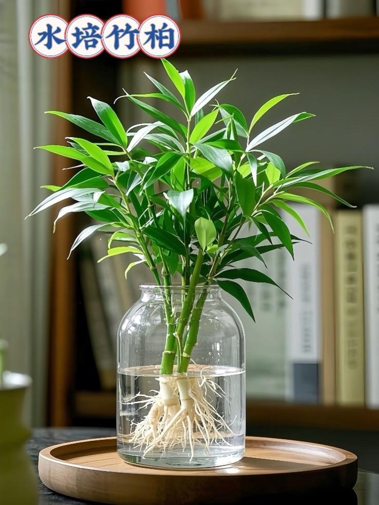 水培竹柏。归家疲惫，渴望一片宁静之地，这款竹柏水培盆栽，正是您梦寐以求...
