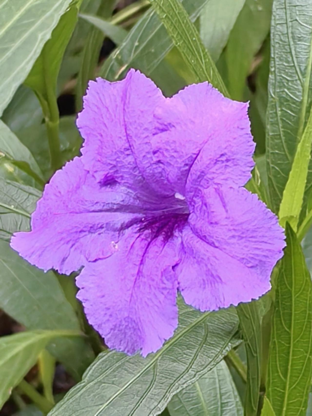 今天写了五篇微头条，连载小说《情债》更新到53章，都没有什么流量，明天收益难上元