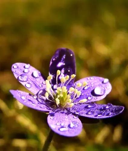 方圆天地，为头条联友对联\
青山知鸟语，
时雨晓花心。