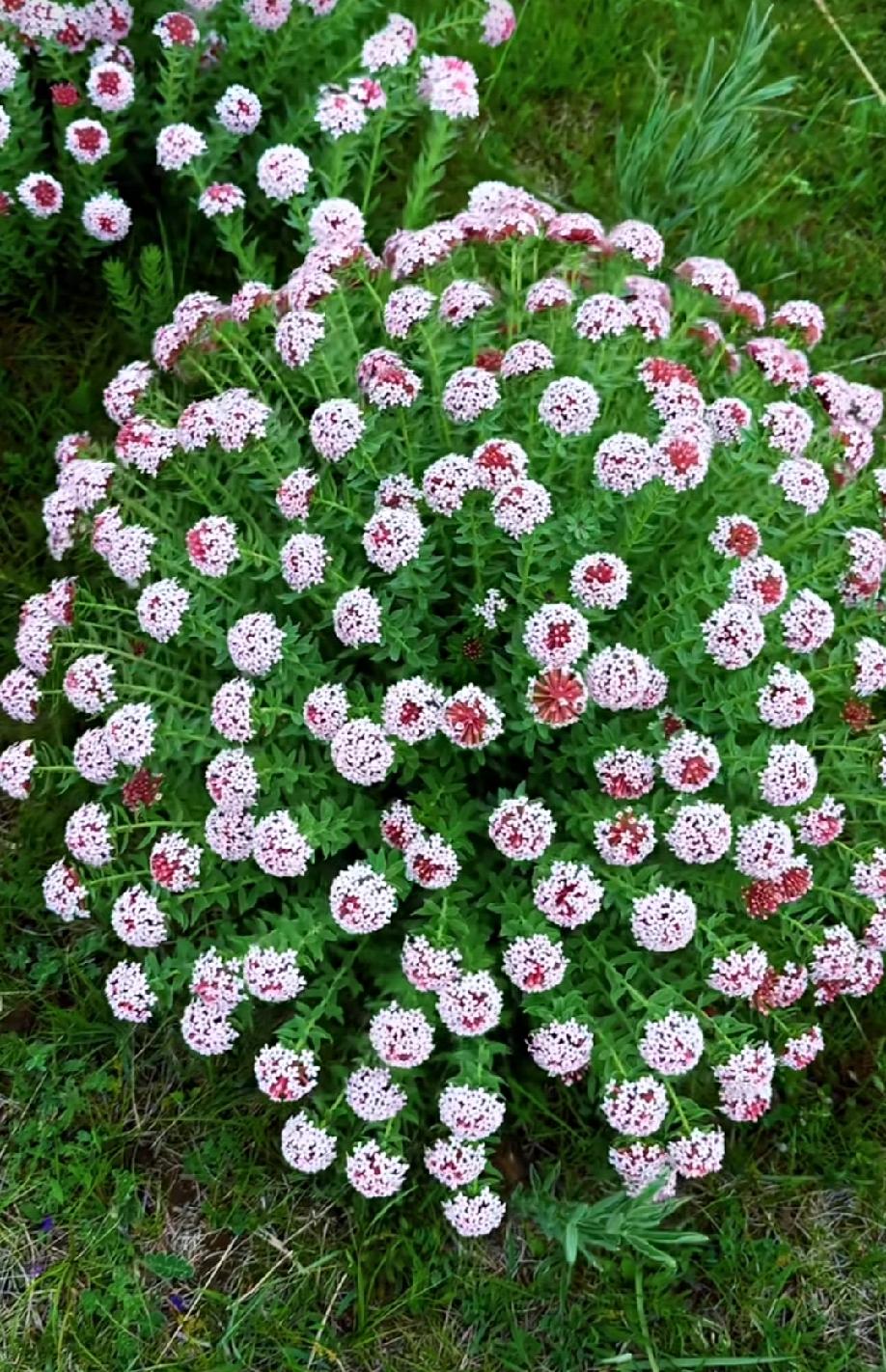 当你走过大江南北，看过了山川湖泊，闻过了鸟语花香，肯定不会再稀罕那些尔虞我诈的官