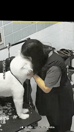 危险动作自作多情！与宠狗亲热，反被狗咬。