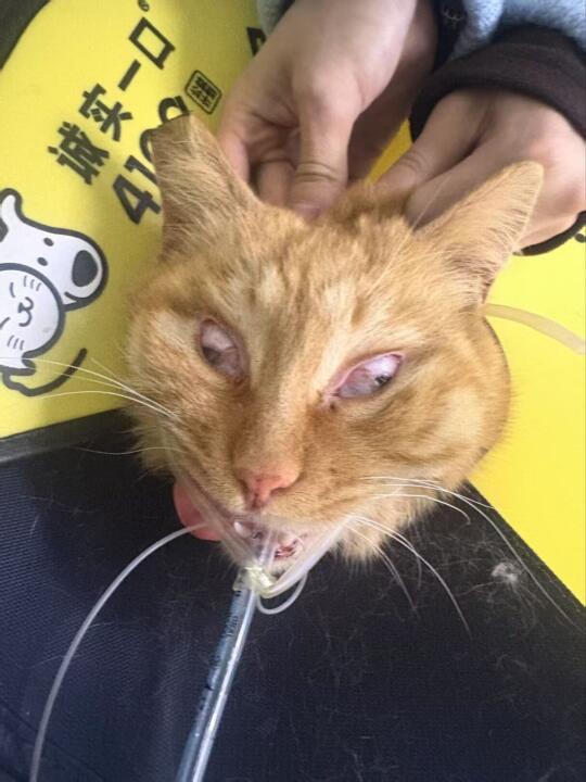 绝育使芋圆变身狼人模样