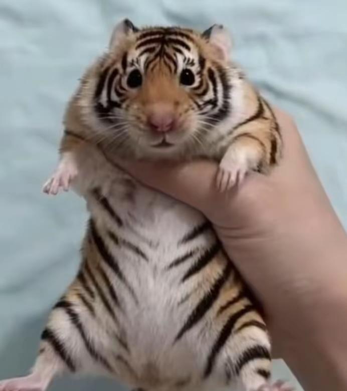 为什么美国债务这么高，还要大幅度提高军费
老川把军费从一万亿美金提高到1.5万，