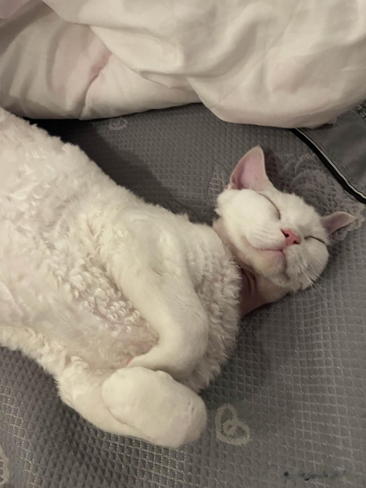 哈哈，我家小猫咪，天天都有不一样的睡姿，这是小猫咪昨天晚上的睡姿，香得呢。