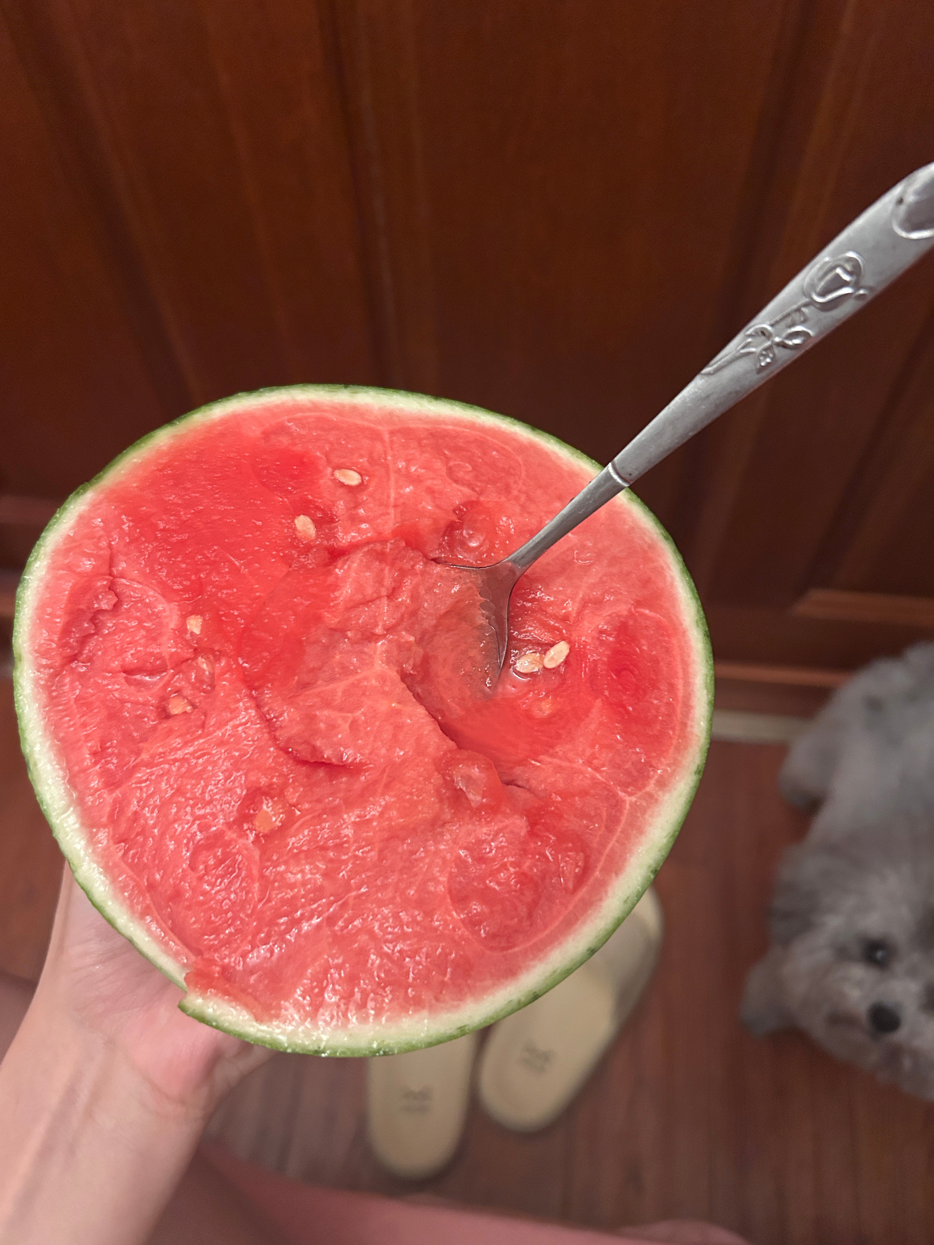 有只小馋狗闻着味儿就来了 