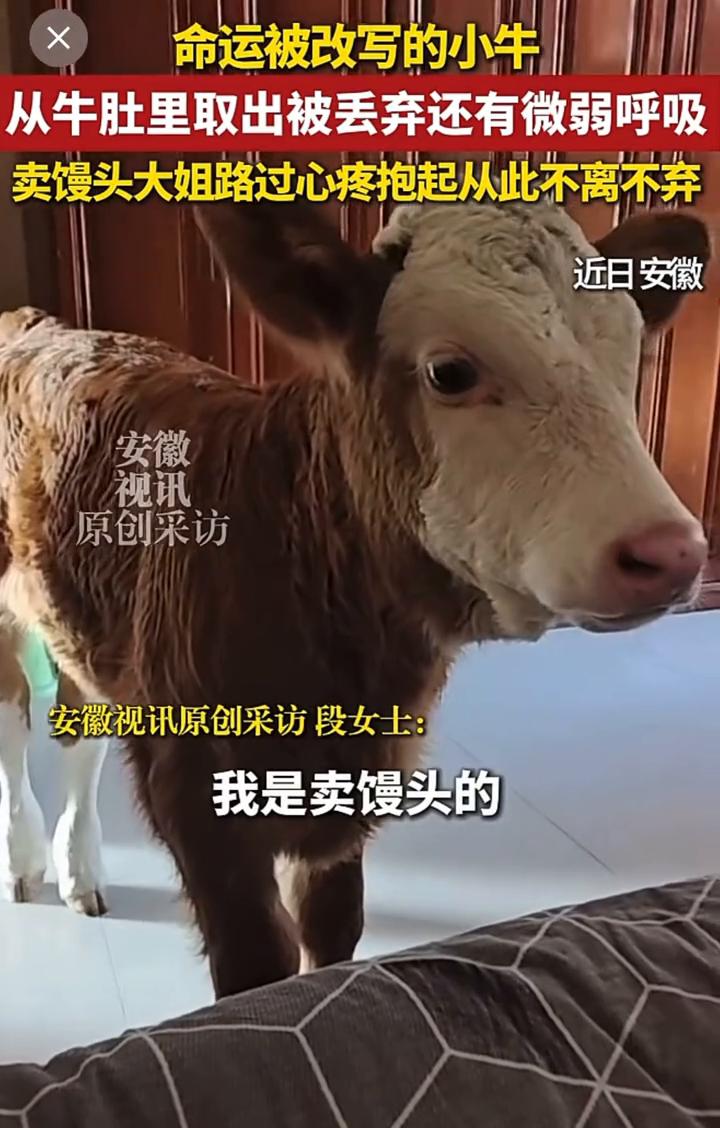 命运被改写的小牛从牛肚里取出被丢弃，还有微弱呼吸。卖馒头大姐路过心疼抱起从此不离