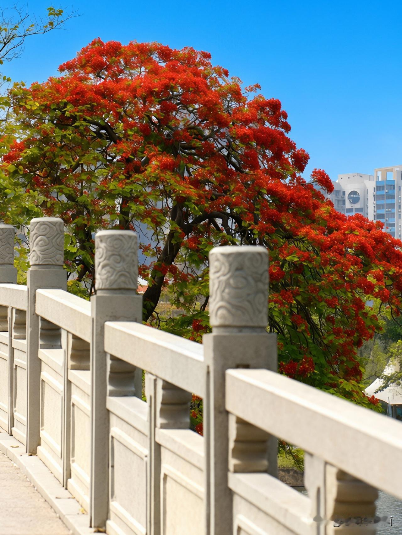 《东山湖夏序，凤凰染初夏》
    步入东山湖公园，满目清宁绿意扑面而来。
  