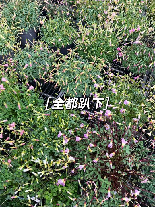 淋了雨的酢浆草没法看了