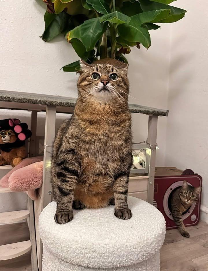 一桶emo猫🐱..cr：loveyoustepan ​​​