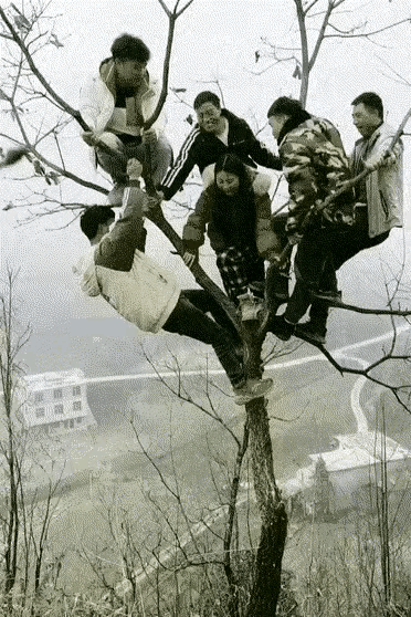 一群无知的书呆子，把果树给折磨了。