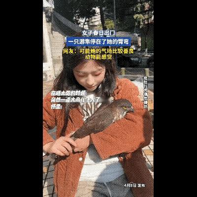 女子正在外边晒太阳，—只大鸟突然飞进了她的怀里，本来以为受伤了，可全身检查了一下