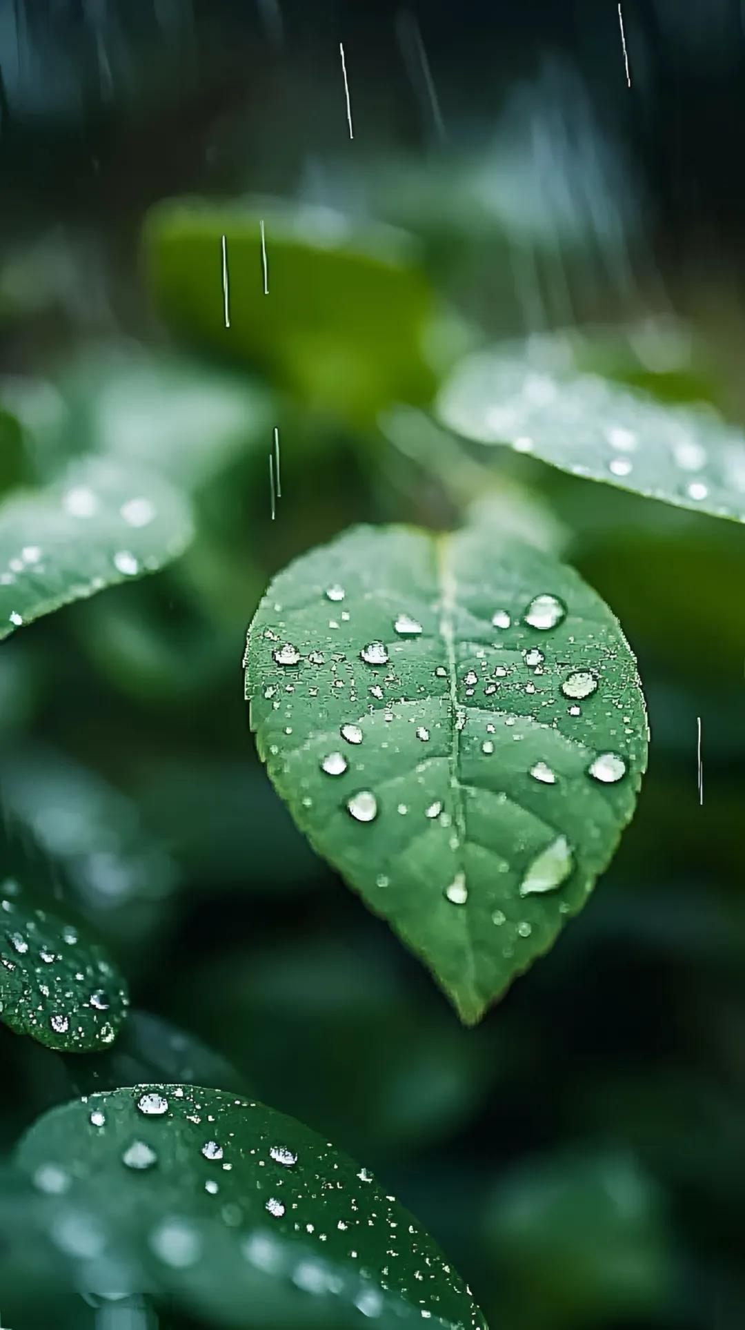 早安！雨水——好雨送春归，万物皆向美。
雨水时节，
等一夜好雨送春归，
待一季新