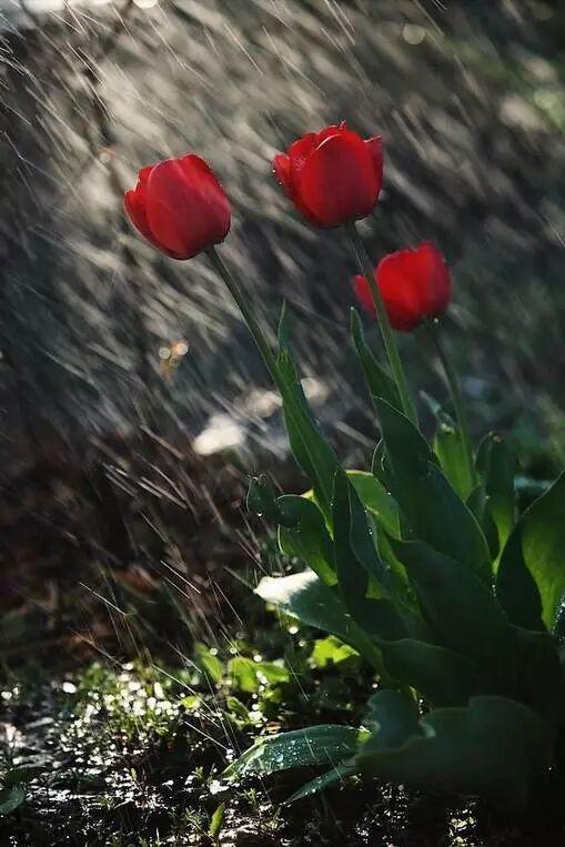 在雨中遇见……