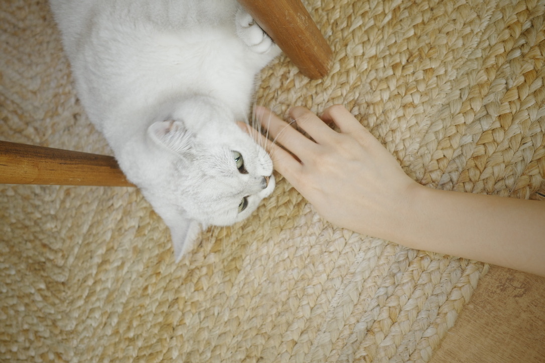 摸摸 