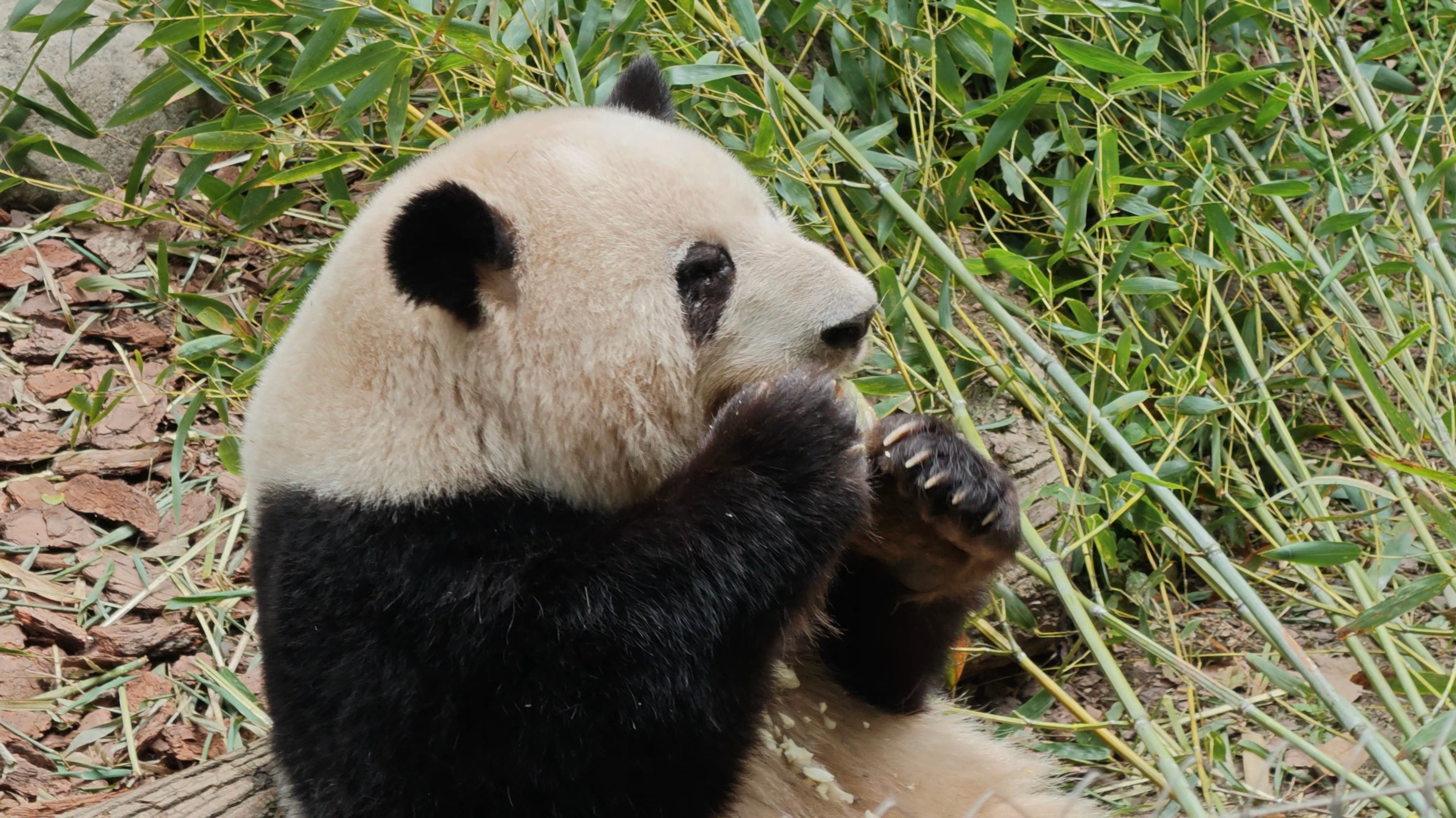 看到花花啦！！！圆梦啦！ 