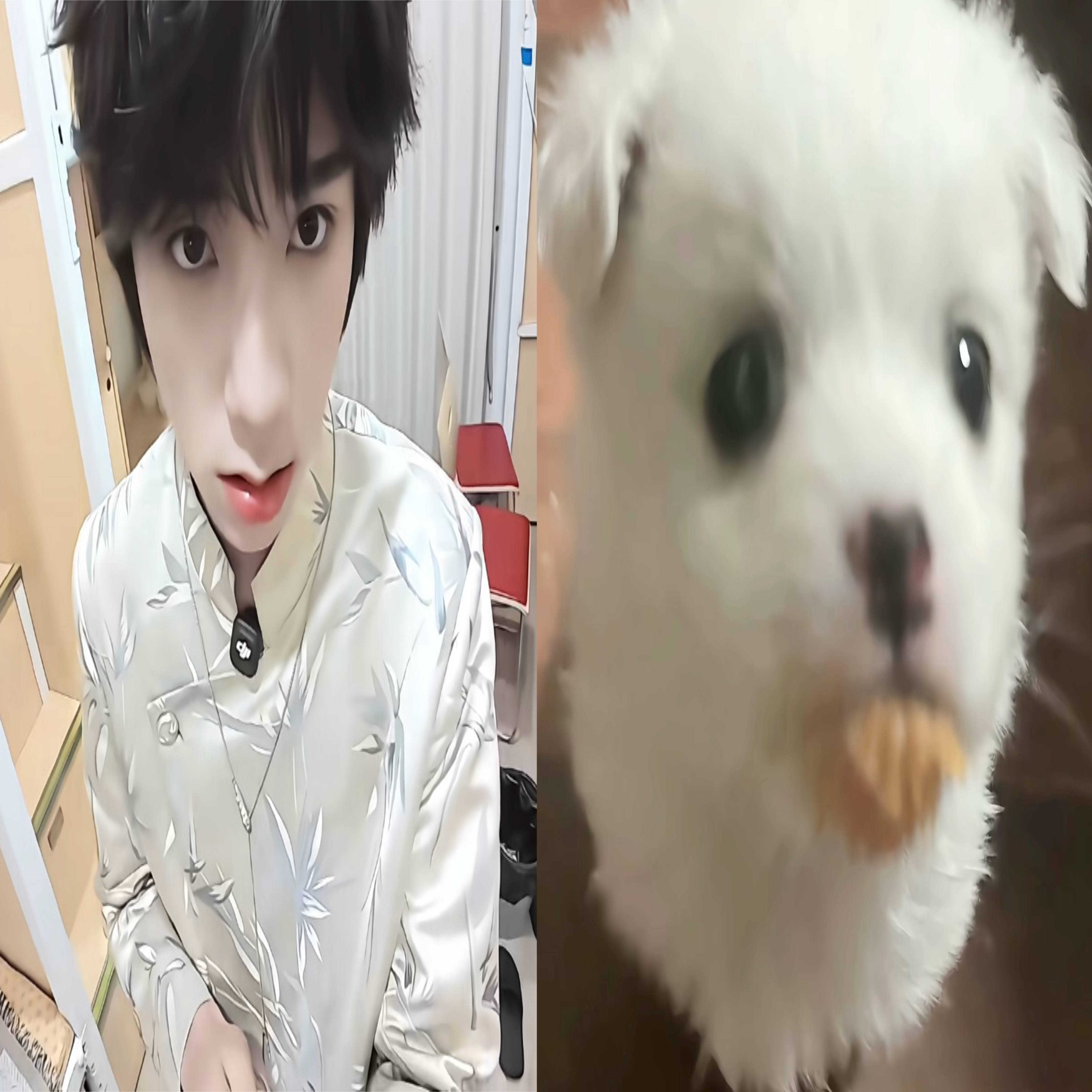 一下分不清哪个是狗叽 ​​​